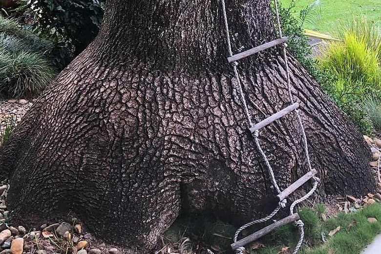 Pony Tail Palm in Ballina NSW