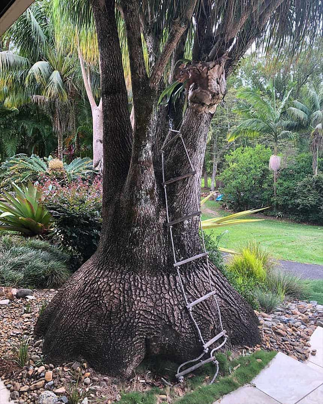 Pony Tail Palm in Ballina NSW